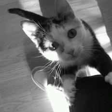 Huskat plet / trøsen 