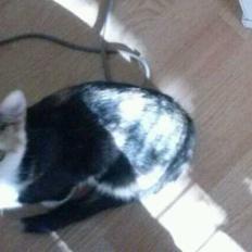 Huskat plet / trøsen 