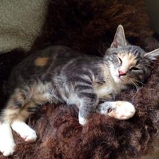 Reersø Mille *Himmelmis*