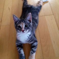 Reersø Mille *Himmelmis*