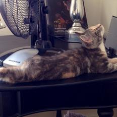 Reersø Mille *Himmelmis*