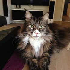Maine Coon Perle