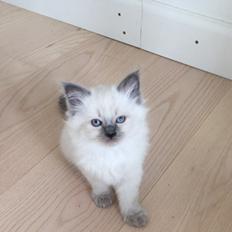 Blanding af racer Dolly