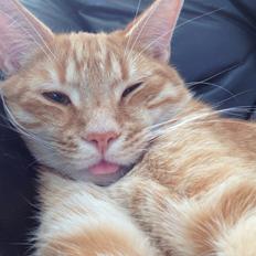 Huskat Rufus Lilleskid Møllegård