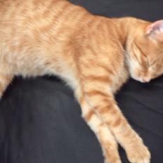 Huskat Rufus Lilleskid Møllegård