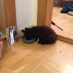 Blanding af racer Kait Mæit <3