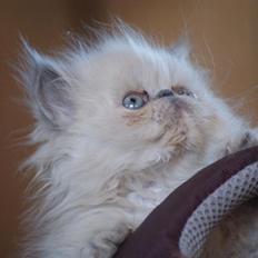 Colorpoint Dk Bella Concia Babette 