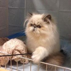 Colorpoint Dk Bella Concia Babette 