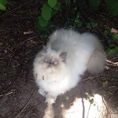 Colorpoint Dk Bella Concia Babette 