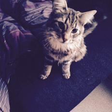 Blanding af racer Hannibal