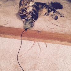 Blanding af racer Hannibal