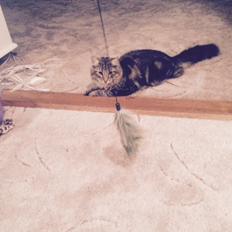 Blanding af racer Hannibal