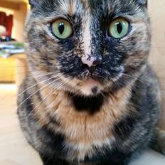 Huskat Bailey - Mahmi - Bahbiiii -