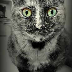 Huskat Bailey - Mahmi - Bahbiiii -
