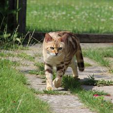 Bengal S*Leopardettes Zamba