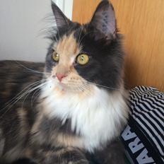 Huskat Cleopatra