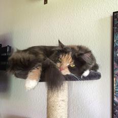 Huskat Cleopatra