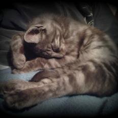 Blanding af racer Lucifer