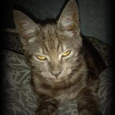 Blanding af racer Lucifer