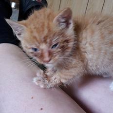 Blanding af racer Garfield 