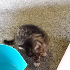 Blanding af racer mevse