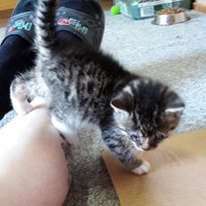 Blanding af racer mevse