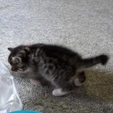 Blanding af racer mevse