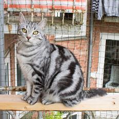 Europé Eife's Jack Wolfskin