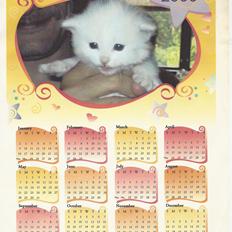 Norsk Skovkat Gavtyvens Lærke ( Musse ) - R.I.P 23.06.15