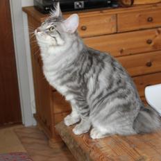 Kurilean Bobtail Nico 