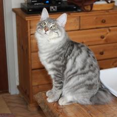 Kurilean Bobtail Nico 