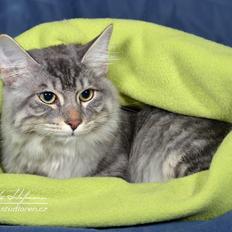 Kurilean Bobtail Nico 