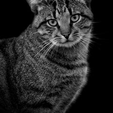 Blanding af racer Felix