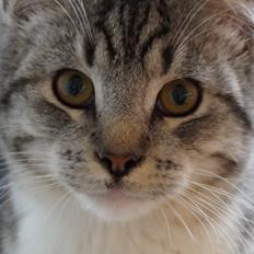 Blanding af racer Punktum