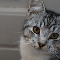 Blanding af racer Punktum