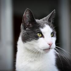 Huskat Anton