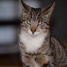 Blanding af racer Tigermis