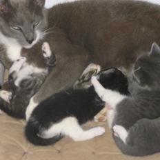 Huskat Kildelunds Claus