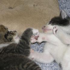 Huskat Kildelunds Claus