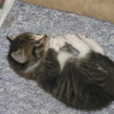 Huskat Kildelunds Claus