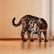Bengal Kungsgarden Vladimir