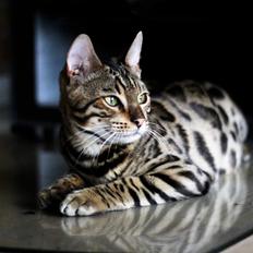 Bengal Kungsgarden Vladimir