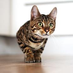 Bengal Kungsgarden Vladimir