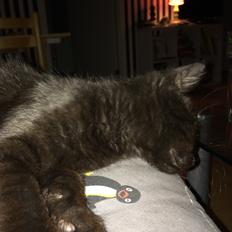 Huskat Salem. Den sorte panter :)