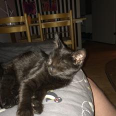 Huskat Salem. Den sorte panter :)