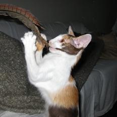 Orientalsk Langhåret Juliet 