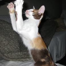 Orientalsk Langhåret Juliet 