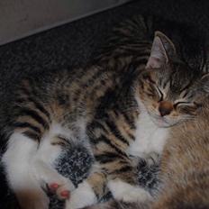 Huskat Halskovgaards Simba