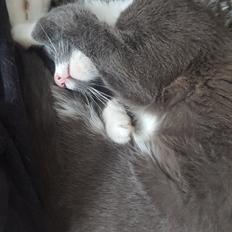 Blanding af racer Stumper