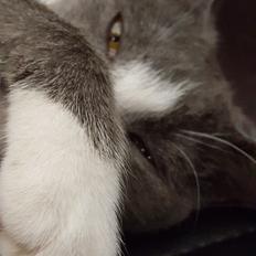 Blanding af racer Stumper